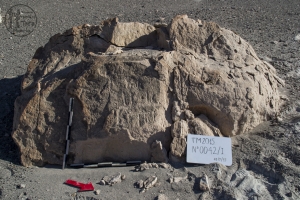 Piedra: 42, Cara decorada: I