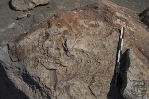 Piedra: 145, Cara decorada: I