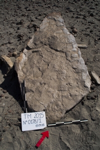 Piedra: 178, Cara decorada: I