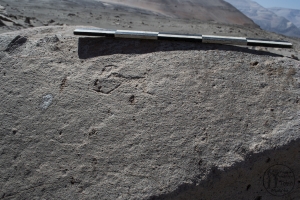 Piedra: 295, Cara decorada: I