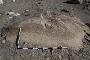 Piedra: 528, Cara decorada: I