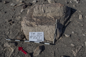 Piedra: 529, Cara decorada: I