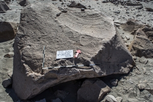 Piedra: 653, Cara decorada: I