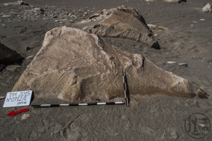Piedra: 712, Cara decorada: I