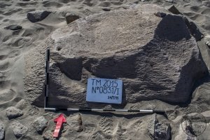 Piedra: 831, Cara decorada: I