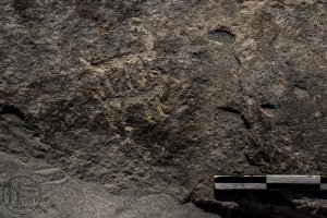 Piedra: 991, Cara decorada: I