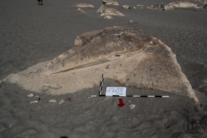 Piedra: 1042, Cara decorada: I