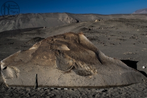 Piedra: 1061, Cara decorada: III