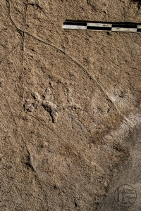 Piedra: 1130, Cara decorada: I