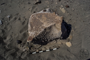 Piedra: 1151, Cara decorada: I