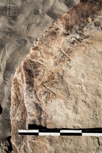 Piedra: 1230, Cara decorada: I