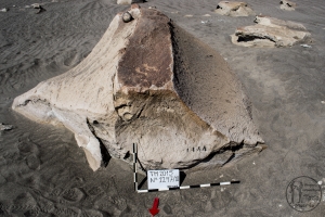 Piedra: 1297, Cara decorada: III