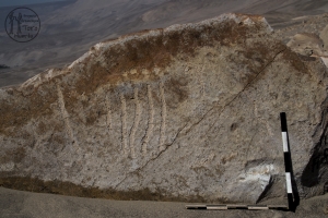 Piedra: 1323, Cara decorada: II