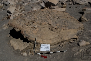 Piedra: 1328, Cara decorada: I