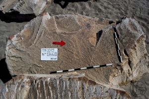 Piedra: 1346, Cara decorada: II