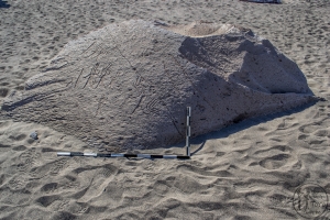 Piedra: 1377, Cara decorada: I