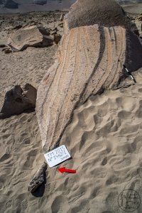 Piedra: 1442, Cara decorada: I