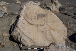 Piedra: 1443, Cara decorada: II