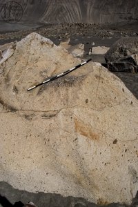Piedra: 1443, Cara decorada: II