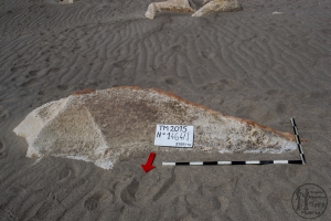 Piedra: 1464, Cara decorada: I