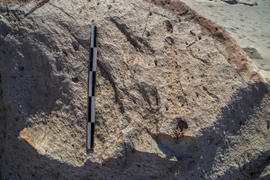 Piedra: 1479, Cara decorada: I