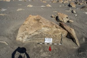 Piedra: 1503, Cara decorada: I