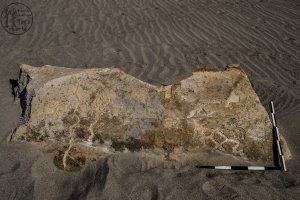 Piedra: 1512, Cara decorada: I