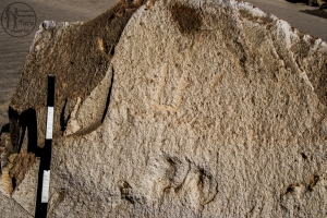 Piedra: 1556, Cara decorada: I