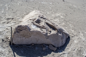 Piedra: 1639, Cara decorada: II