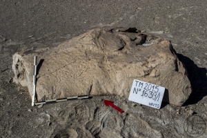 Piedra: 1639, Cara decorada: I
