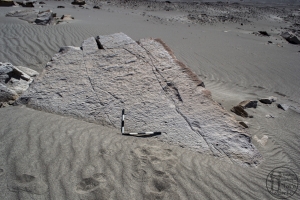 Piedra: 1648, Cara decorada: I